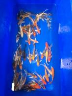 Butterfly koi 12-15 cm, Karper of Koi