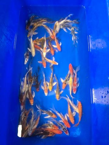 Butterfly koi 12-15 cm beschikbaar voor biedingen