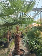 Trachycarpus Fortunei Palmboom, Tuin en Terras, Bloeit niet, 250 tot 400 cm, Palmboom, Ophalen
