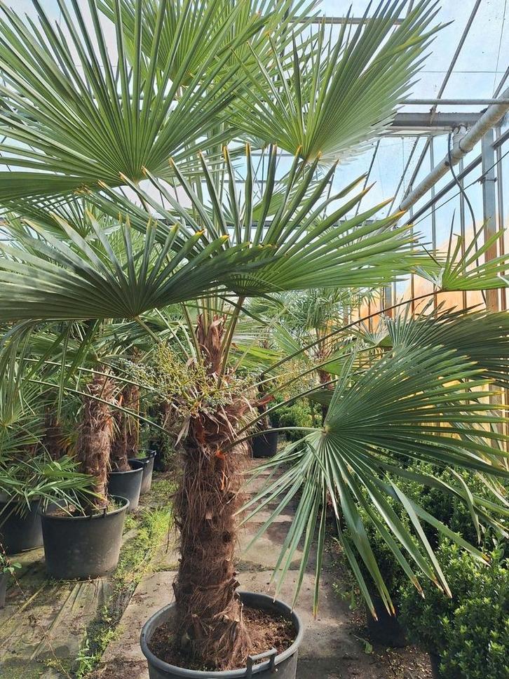Trachycarpus Fortunei Palmboom, Tuin en Terras, Planten | Bomen, Palmboom, 250 tot 400 cm, Volle zon, Bloeit niet, In pot, Ophalen