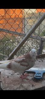 Iraanse duiven, Dieren en Toebehoren, Vogels | Duiven, Meerdere dieren, Postduif