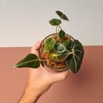 Alocasia Black Velvet babyplantjes, nog 3 beschikbaar • SALE, Overige soorten, Minder dan 100 cm, Groene kamerplant, Halfschaduw