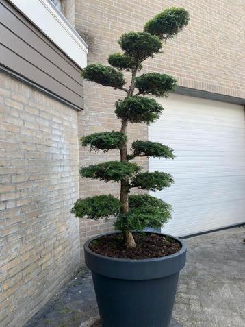 bonsai  beschikbaar voor biedingen