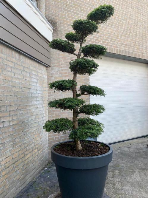 bonsai, Tuin en Terras, Planten | Tuinplanten, Vaste plant, Overige soorten, Volle zon, Bloeit niet, Ophalen of Verzenden