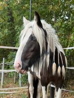 Te koop prachtige 2 jarige irish cob / tinker merrie, Dieren en Toebehoren, Paarden en Pony's | Dekhengsten en Fokmerries, Merrie