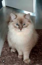 Prachtige en zeer lieve Ragdoll kater kitten 10 mnd., Dieren en Toebehoren, Kater, Gechipt