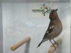 Europese vink - Fringilla coelebs, Dieren en Toebehoren, Vogels | Overige Vogels, Meerdere dieren, Wildzangvogel, Geringd