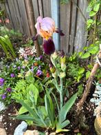 Iris, Ophalen of Verzenden, Lente, Volle zon