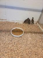 Zwartmasker kwartels, Meerdere dieren