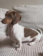 Mini teckel kaninchen/dwerg, Dieren en Toebehoren, Honden | Teckels en Dashonden, Kaninchen, 15 weken tot 1 jaar, Teef, Eén hond