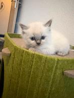 Ragdoll kittens (Lynx Lilac & Blue Point), Dieren en Toebehoren, Katten en Kittens | Raskatten | Langhaar, Meerdere dieren, Ontwormd