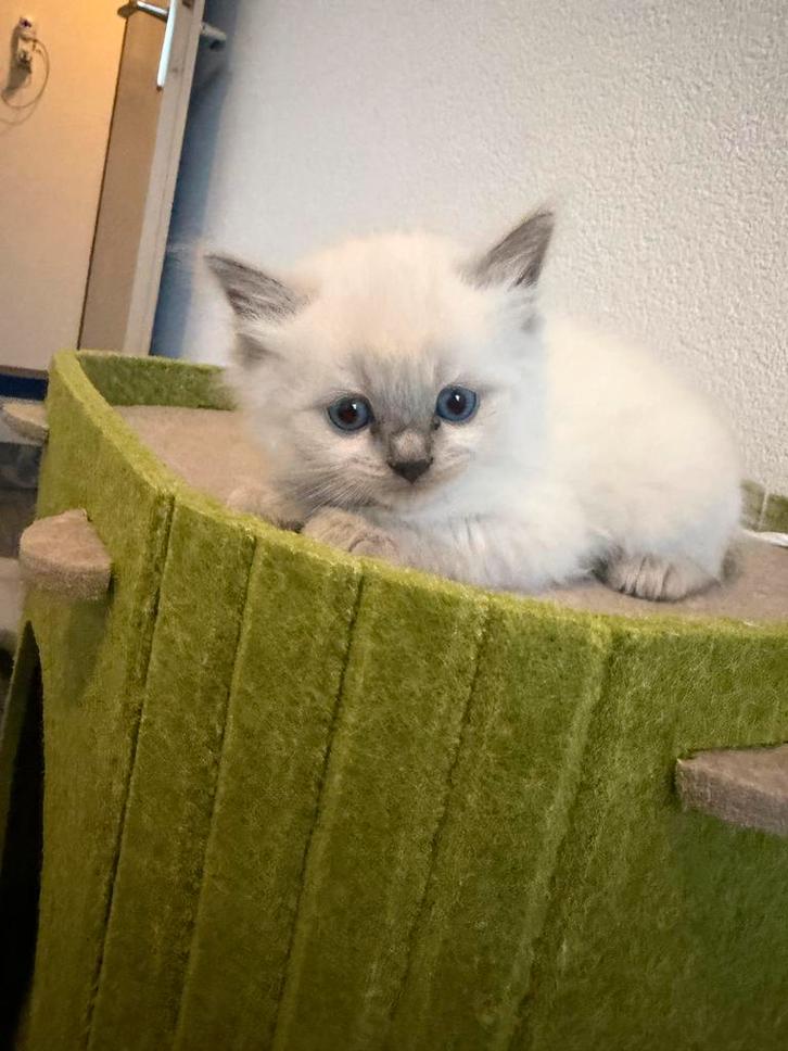 Ragdoll kittens (Lynx Lilac & Blue Point), Dieren en Toebehoren, Katten en Kittens | Raskatten | Langhaar, Meerdere dieren, 0 tot 2 jaar