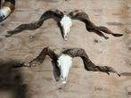 XXL Echte Tibetaanse Ram Schedels Gebleekt 90 cm, Ophalen of Verzenden, Nieuw, Overige soorten, Schedel