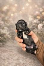 Pomeriaan x shih tzu pups, Keeshond, Meerdere, Meerdere dieren, Nederland