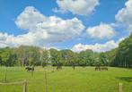 Gezocht: meisje/vrouw voor helpen trainen/rijden van pony's, Boeken, Zo goed als nieuw, Ophalen, Paarden of Pony's