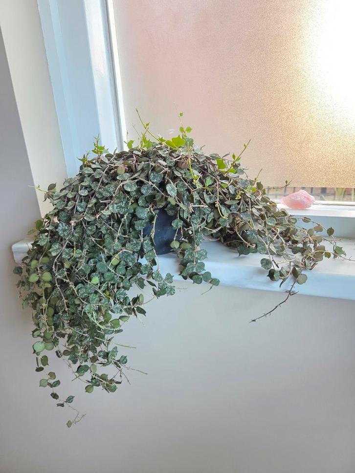 Hoya Curtisii, Huis en Inrichting, Kamerplanten, Ophalen