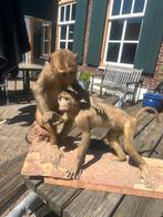 Opgezette dieren, apen en witte welp taxidermy, Verzamelen, Dierenverzamelingen, Ophalen of Verzenden, Gebruikt, Overige soorten