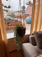 Hangplant (nep) in hangpot, Ophalen, Overige soorten, Halfschaduw, In pot