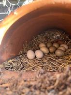 Broedeieren Chinese dwergkwartel (buttonquail), Meerdere dieren, Overige soorten