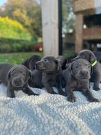 Hele mooie Charcoal labrador pups!!, Dieren en Toebehoren, Honden | Retrievers, Spaniëls en Waterhonden, CDV (hondenziekte), 8 tot 15 weken