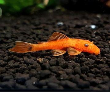 Ancistrus red longfin - Maat 2/3cm beschikbaar voor biedingen