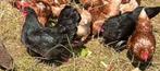 Australorp hennen, Dieren en Toebehoren, Pluimvee, Vrouwelijk, Kip