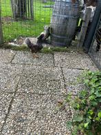 Barnevelder krielhaan., Dieren en Toebehoren, Mannelijk, Kip