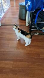 Poes zoekt nieuw thuis, Dieren en Toebehoren, Katten en Kittens | Overige Katten, Poes, Kortharig, 0 tot 2 jaar
