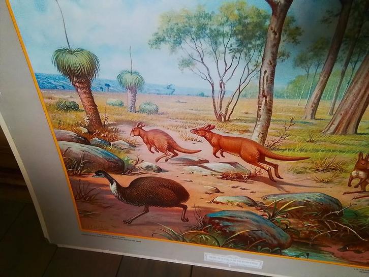 Oude grote schoolplaat van Australië,  dubbelzijdig, Antiek en Kunst, Antiek | Schoolplaten, Aardrijkskunde, Ophalen