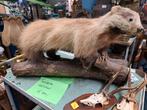2 opgezetten dass en evenzwijn, Verzamelen, Dierenverzamelingen, Ophalen, Opgezet dier