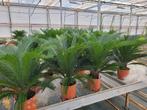 Cycas palm €80 nu 25% korting, Ophalen, Overige soorten, Volle zon