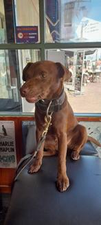 Patterdale terrier pups aangeboden, Overige rassen, CDV (hondenziekte), 8 tot 15 weken, Meerdere