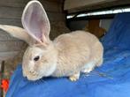 Vlaamse Reus, Dieren en Toebehoren, Konijnen, Meerdere dieren, Groot, 0 tot 2 jaar