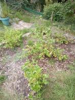 Blauwe bessen struik, Tuin en Terras, Ophalen, Overige soorten, 100 tot 250 cm