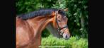 Prachtige 12jarige merrie, Dieren en Toebehoren, Paarden, Merrie, Recreatiepaard
