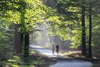 Vakantie op de Veluwe - te huur ruim chalet ****, In bos, 2 slaapkamers, Recreatiepark, Wasmachine