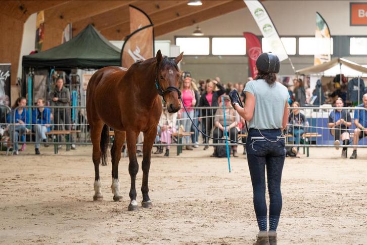 BBL-stageplek vrij!, Dieren en Toebehoren, Stalling en Weidegang