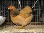 Wyandotte krielkippen en Brahma krielkippen., Vrouwelijk, Kip