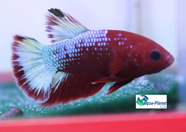Betta - Hellboy Plakat Red, Dieren en Toebehoren, Vissen | Aquariumvissen, Zoetwatervis, Vis