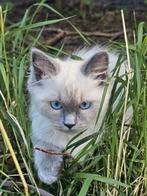 100% Ragdoll poesje..laatste (geteste ouders), Dieren en Toebehoren, Poes, Gechipt