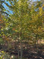 Meerstammige Carpinus betulus, Grillige struik, uit 1 plant, Tuin en Terras, Bloeit niet, Overige soorten, Ophalen, Volle zon