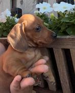blond en rode reutjes - dwerg teckel pups 🏡🐶, Dieren en Toebehoren, Honden | Teckels en Dashonden, 8 tot 15 weken, Korthaar