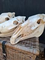 complete paardenschedels, Verzamelen, Dierenverzamelingen, Ophalen of Verzenden, Zo goed als nieuw, Paard, Schedel