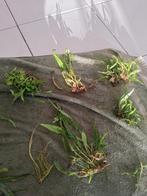 Java varen stekjes aquariumplant, Dieren en Toebehoren, Ophalen, Nieuw, Plant(en), Steen of Hout