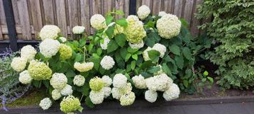Tuinplanten beschikbaar voor biedingen