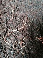 Compost wormen en Tijgerwormen, Ophalen of Verzenden