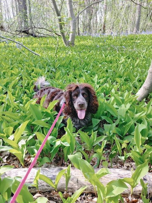 Gezocht: Dekreu Cocker Spaniël in Noord-Holland, Dieren en Toebehoren, Honden | Dekreuen, Reu, Particulier, Eén hond, Nederland