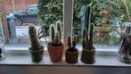 Set van 4 diverse cactussen in pot, Huis en Inrichting, Kamerplanten, Ophalen, Minder dan 100 cm, In pot, Cactus