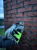 Gratis Haan ( hanen ), Dieren en Toebehoren, Pluimvee, Mannelijk, Kip