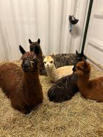 Alpaca merries, Dieren en Toebehoren, Overige Dieren, Mei, Vrouwelijk